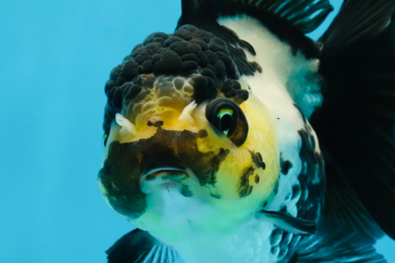 Panda Oranda Female 4.5-5 inches #071125OR_08