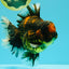 CHONKY AAA Grade Broadtail Tiger Oranda Male 7-7.5 inches #072426OR_04