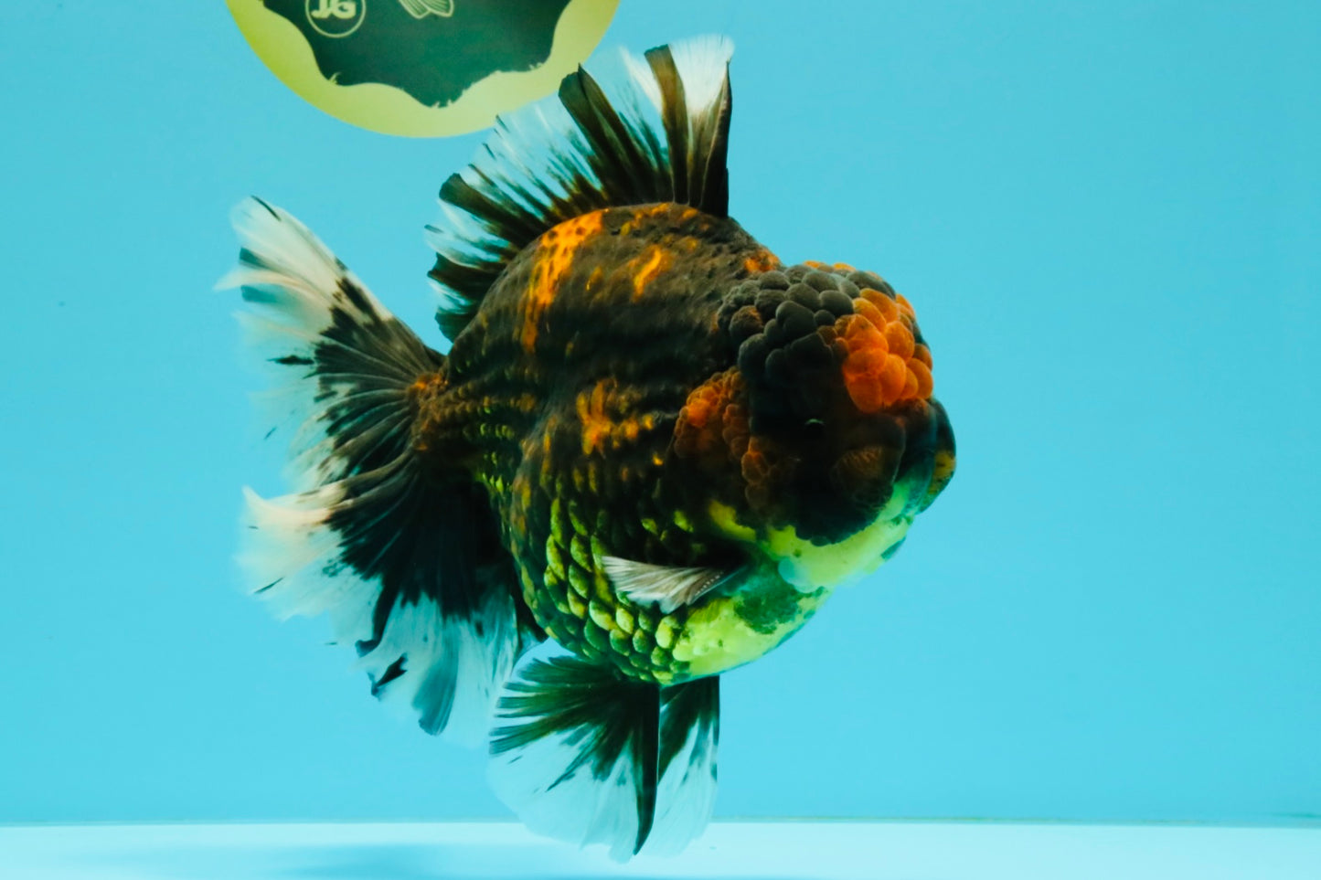 CHONKY AAA Grade Broadtail Tiger Oranda Male 7-7.5 inches #072426OR_04