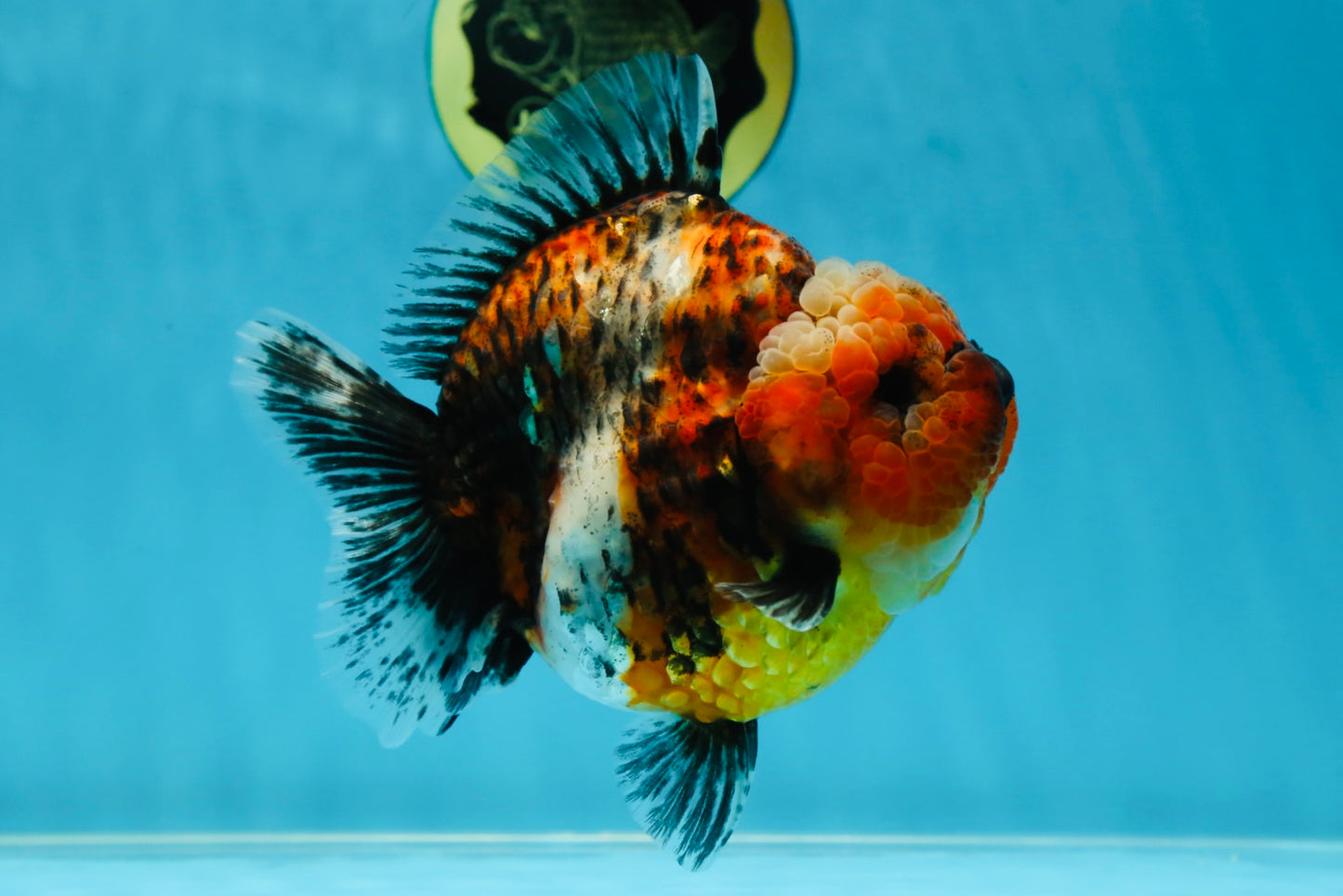 AAA Grade RARE Big Body Godzilla Calico Yuanbao Female 5-5.5 inches #051625YB_13