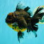 A Grade Kirin Oranda Female 7 inches #071726OR_05