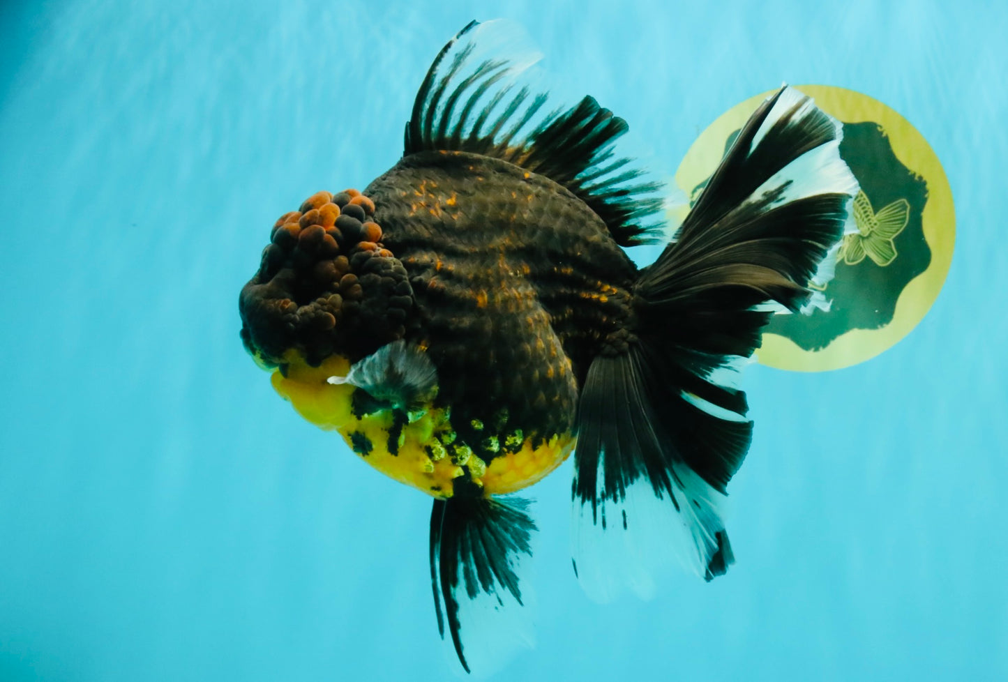 A Grade Kirin Oranda Female 7 inches #071726OR_05