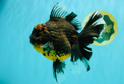 A Grade Kirin Oranda Female 7 inches #071726OR_05