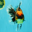 CHUNKY AAA Grade Broadtail Tiger Oranda Male 7-7.5 inches #071026OR_02