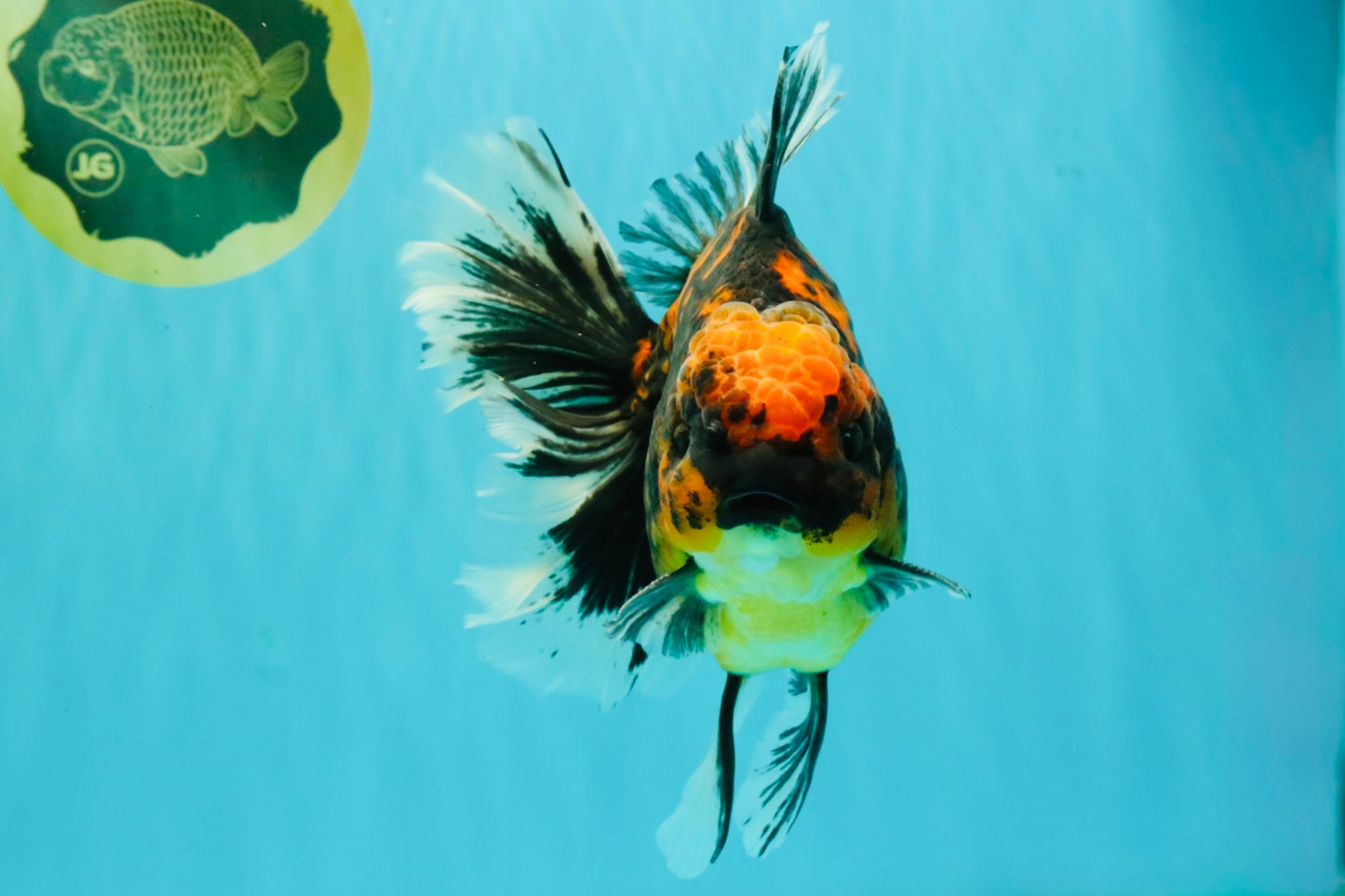 CHUNKY AAA Grade Broadtail Tiger Oranda Male 7-7.5 inches #071026OR_02