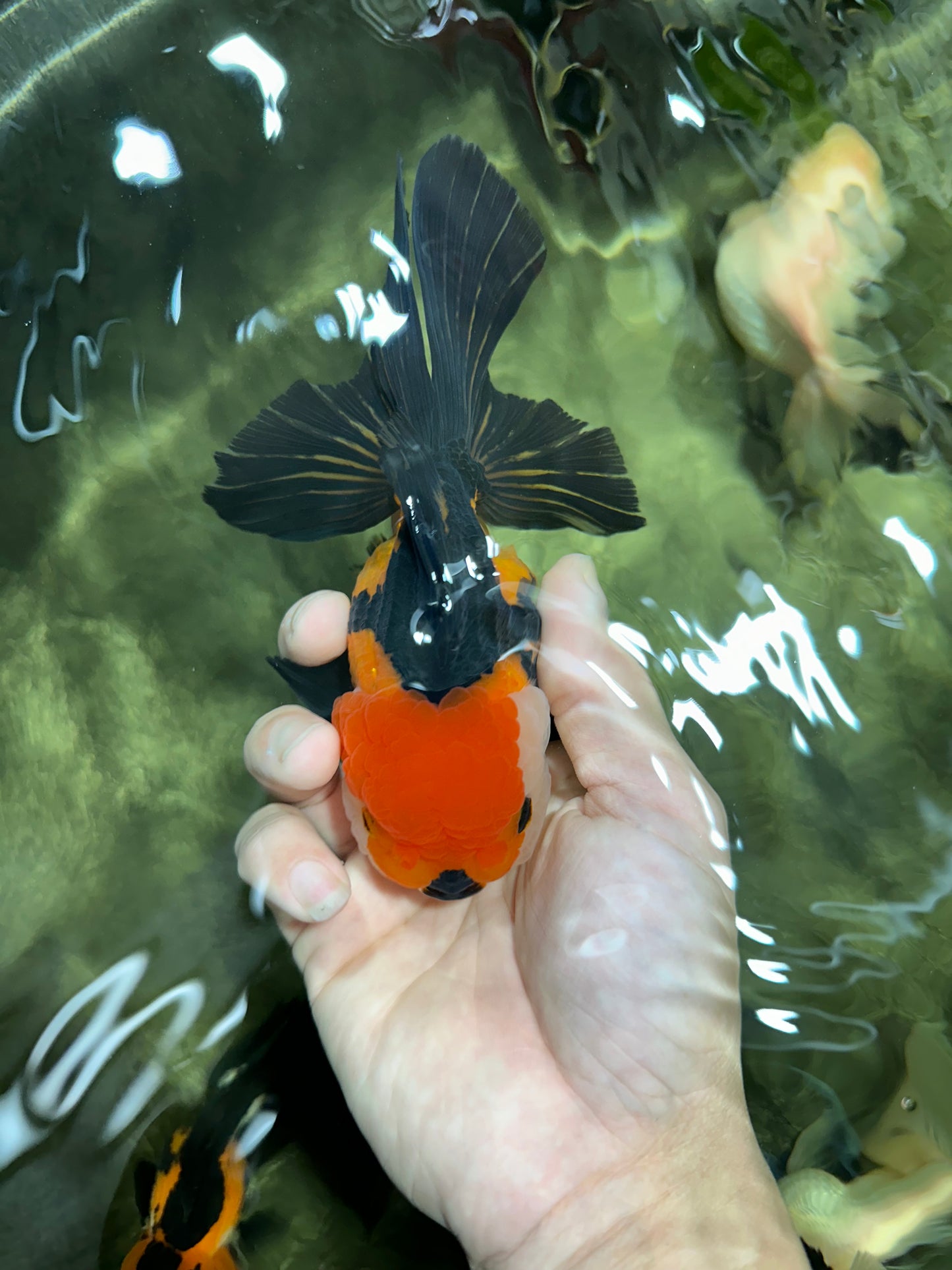 Tricolor Oranda Female 5.5 inches #111524OR_15