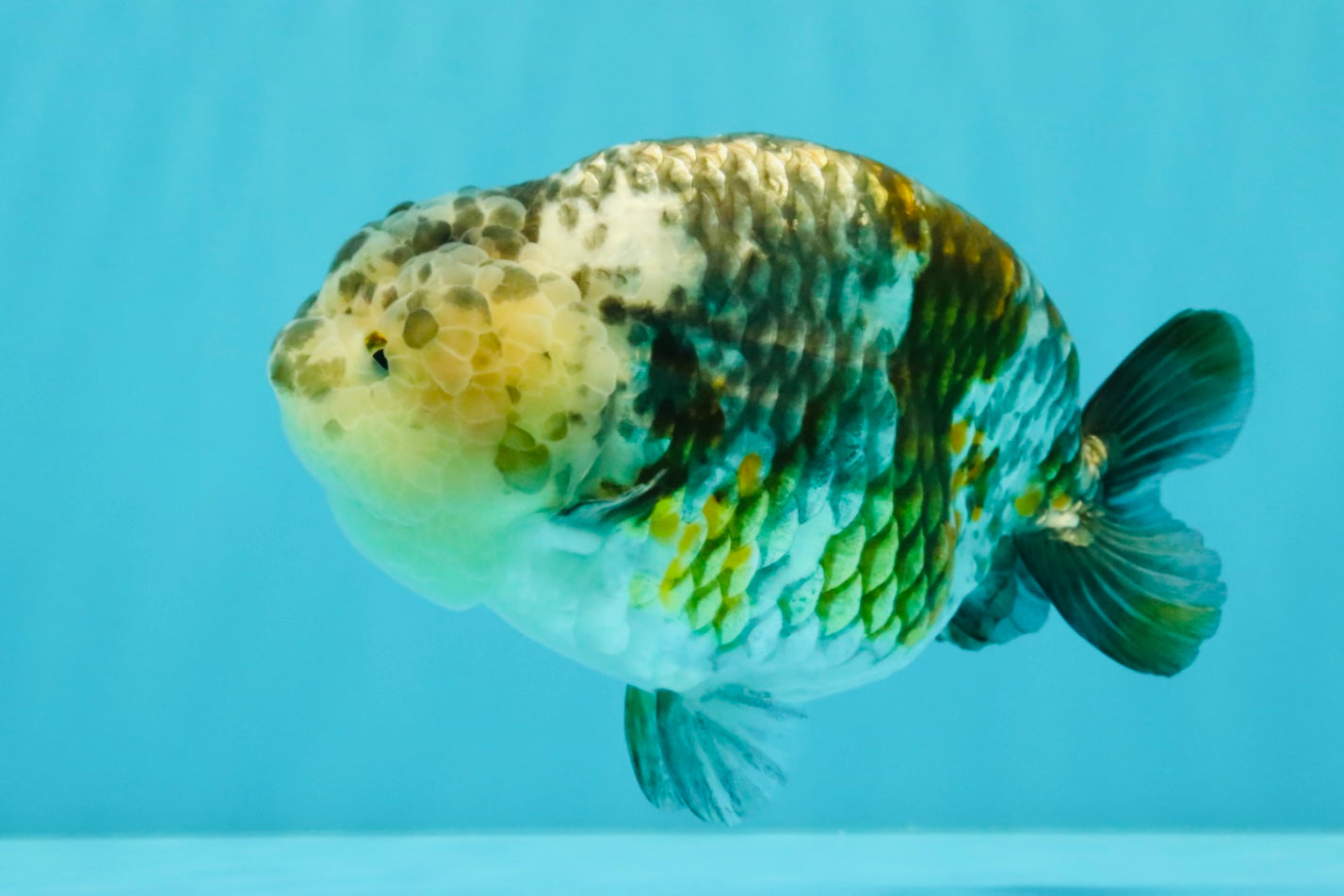 SPECIAL Pepper Calico Chinese Ranchu Female 6-6.5 inches #032026RC_30