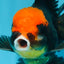 A Grade UNIQUE Red Head Oranda Male 5 inches #080125OR_29