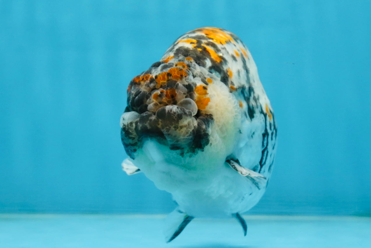 A Grade Tricolor Tiger LionKing Male 5.5 inches #102425LC_03