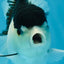 A Grade Panda Oranda Female 5-5.5 inches #051625OR_34