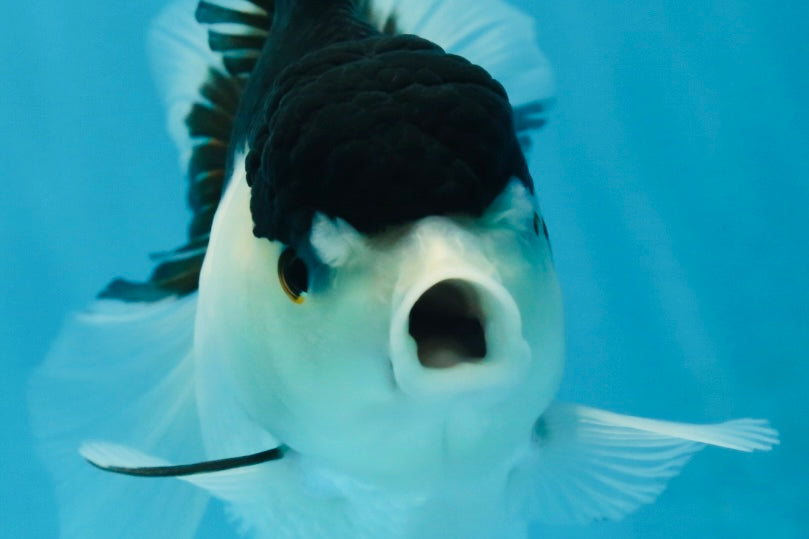 A Grade Panda Oranda Female 5-5.5 inches #051625OR_34