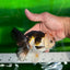 A Grade Unique Color Tricolor Oranda Male 5-5.5 inches #0607OR_05