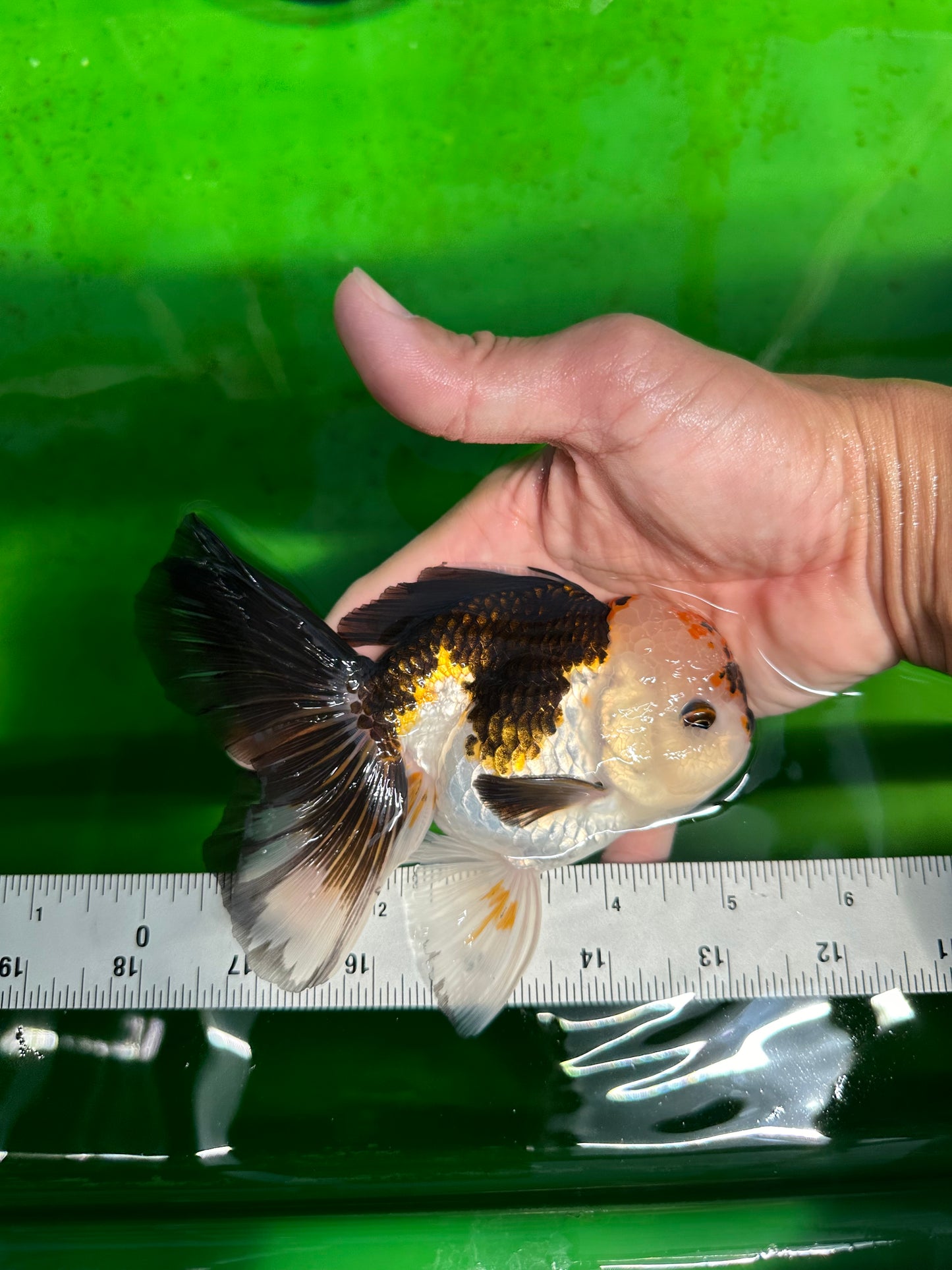 A Grade Unique Color Tricolor Oranda Male 5-5.5 inches #0607OR_05