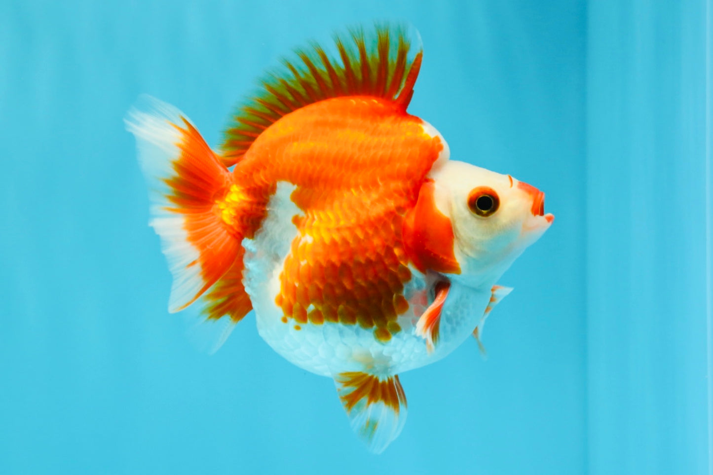 SUPER AAA Grade Red White Ryukin Male 4 inches #022726RK_16