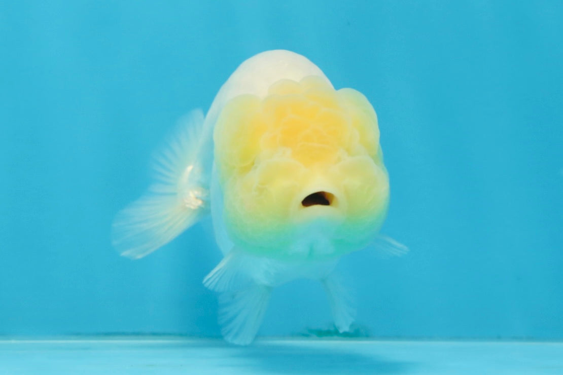 A Grade White LionQueen 4-4.5 inches #102425LC_12