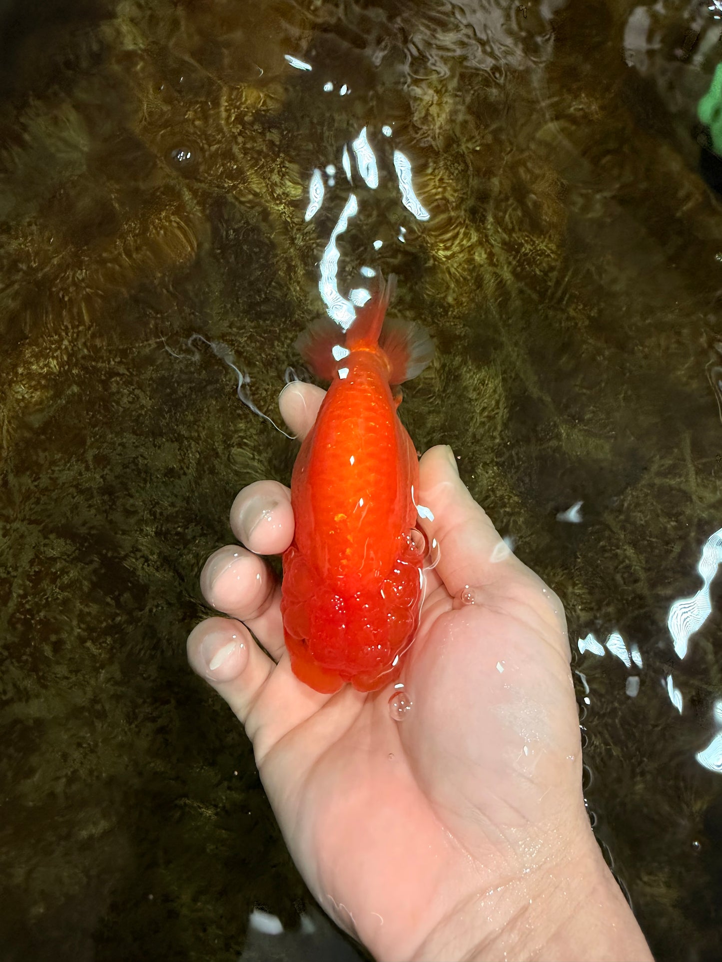 CHUBBY A Grade Red White LionQueen 4.5 inches #120525LC_14