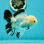 A Grade Panda Oranda Male 5 inches #110124OR_17