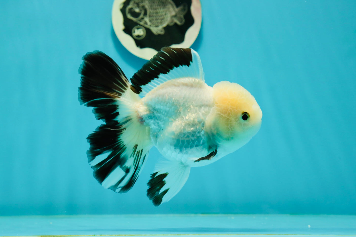 A Grade Panda Oranda Male 5 inches #110124OR_17