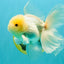 A Grade White Oranda Male 5-5.5 inches #102326OR_20