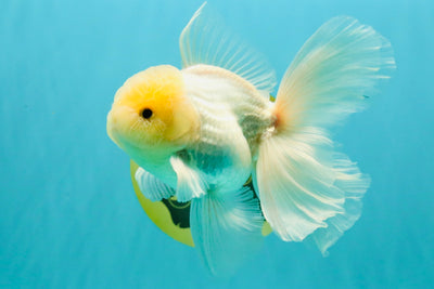 A Grade White Oranda Male 5-5.5 inches #102326OR_20