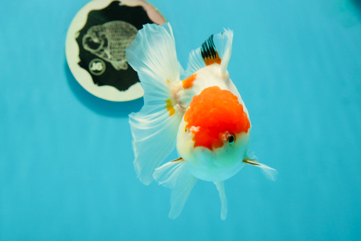 Red White Oranda Female 5 inches #110824OR_05