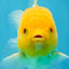 A Grade Lemonhead Oranda Male 4.5-5 inches #080125OR_25