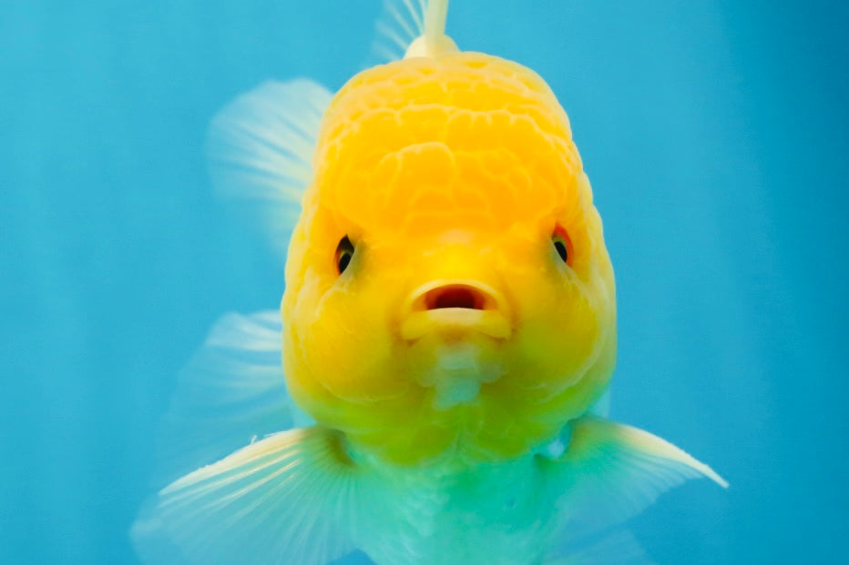 A Grade Lemonhead Oranda Male 4.5-5 inches #080125OR_25