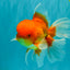 A Grade Red White Oranda Male 6 inches #081426OR_13