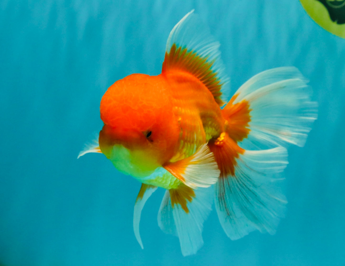 A Grade Red White Oranda Male 6 inches #081426OR_13