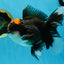 A Grade Lava Head Tricolor Oranda Male 5-5.5 inches #020725OR_31