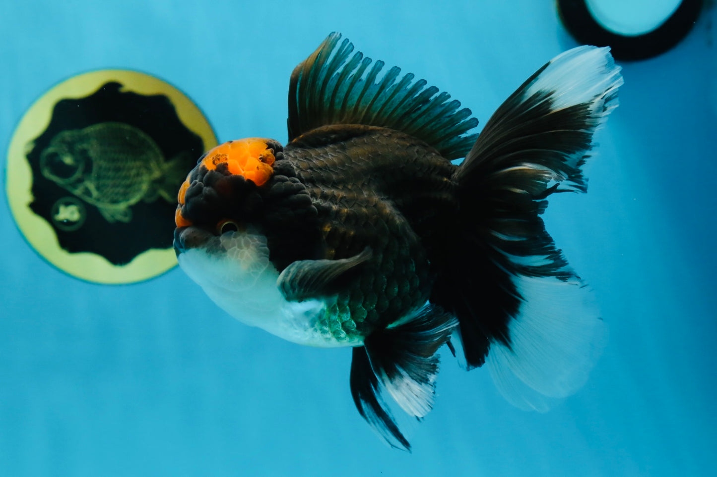 A Grade Lava Head Tricolor Oranda Male 5-5.5 inches #020725OR_31