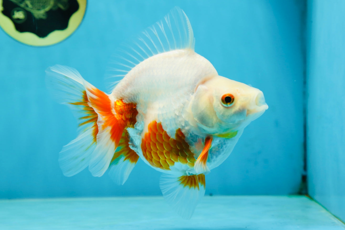 A Grade Red White Ryukin Female 5.5 inches #060625RK_31