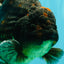 AAA Grade Broadtail Tiger Oranda Male 7.5 inches #073126OR_02