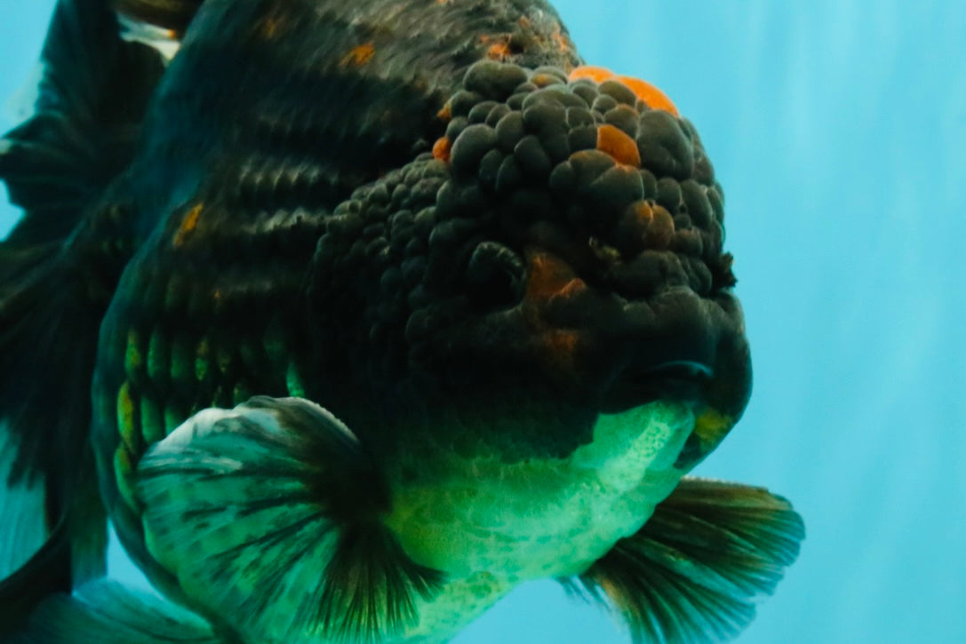 AAA Grade Broadtail Tiger Oranda Male 7.5 inches #073126OR_02