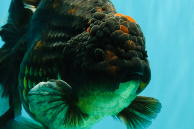 AAA Grade Broadtail Tiger Oranda Male 7.5 inches #073126OR_02