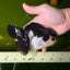 ELVIS Panda Oranda Female 5-5.5 inches #041026OR_07