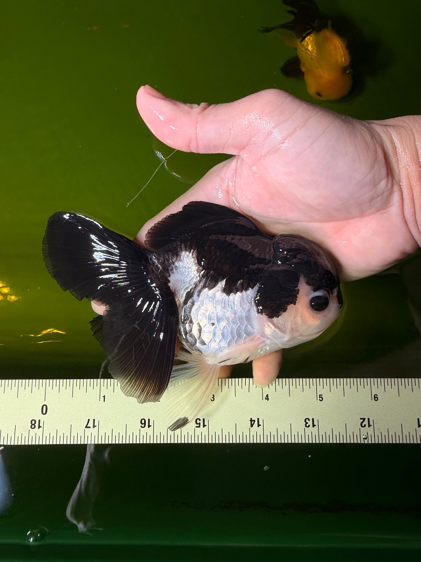 ELVIS Panda Oranda Female 5-5.5 inches #041026OR_07
