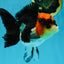 Unique A Grade Tricolor Oranda Female 4.5 inches #042525OR_05