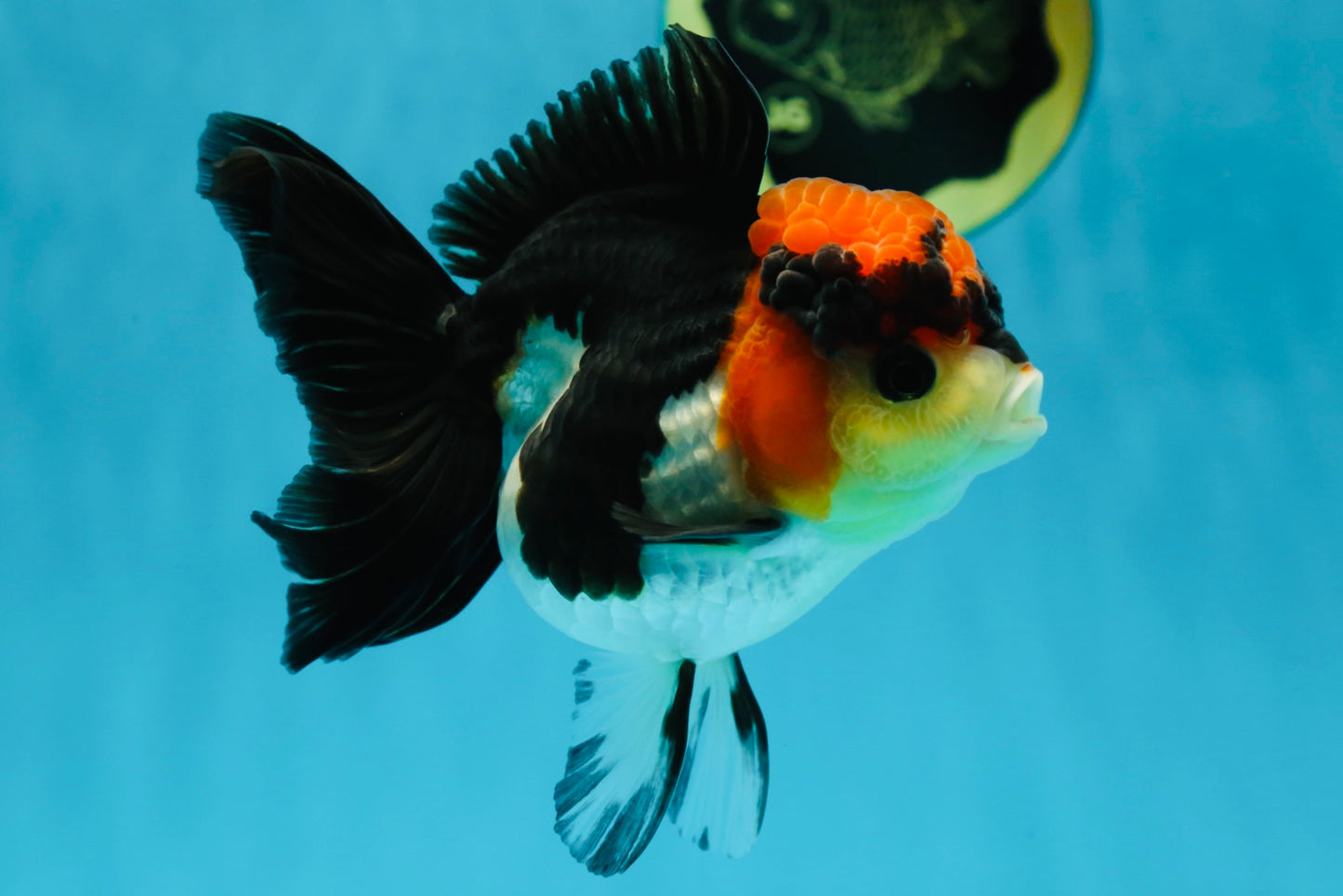 Unique A Grade Tricolor Oranda Female 4.5 inches #042525OR_05
