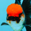 MUSTACHE A Grade Tricolor Oranda Male 5-5.5 inches #032726OR_11
