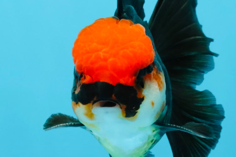 MUSTACHE A Grade Tricolor Oranda Male 5-5.5 inches #032726OR_11