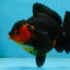 A Grade Apache Yuanbao Female 5-5.5 inches #112825YB_15