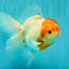 A Grade Tancho Sakura Oranda Male 5.5-6 inches #070626OR_15