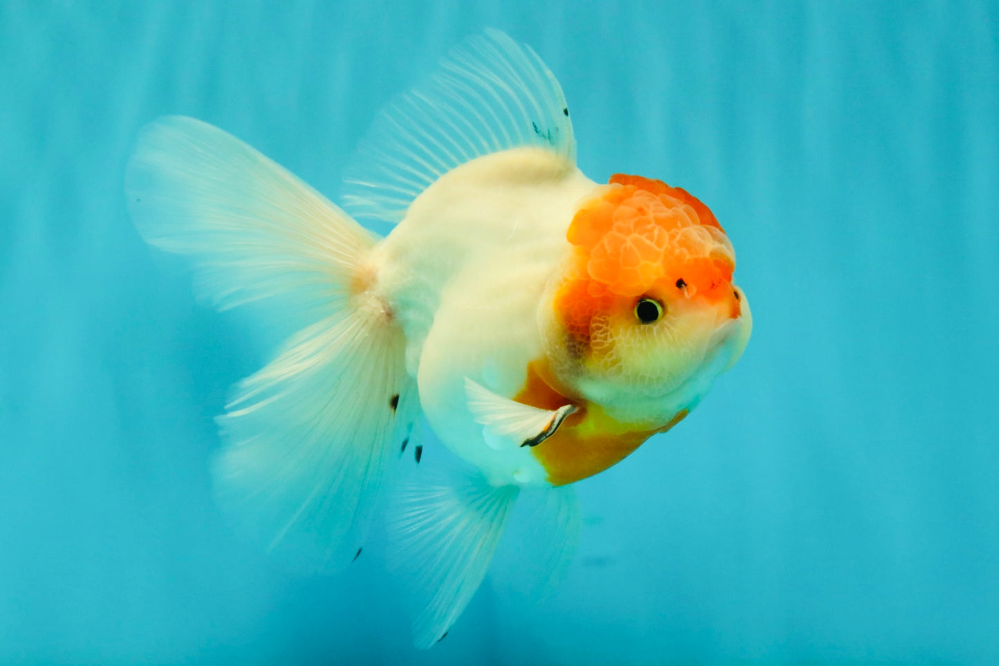 A Grade Tancho Sakura Oranda Male 5.5-6 inches #070626OR_15