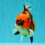 CHARLIE AAA Grade Tiger Yuanbao Male 5 inches #100226YB_03