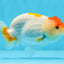 Red White Lionchu Male 3.5 inches #0906LC_08