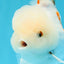 MARSHMALLOW Red White Oranda Male 5.5 inches #040326OR_16