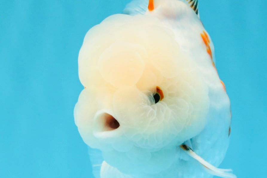 MARSHMALLOW Red White Oranda Male 5.5 inches #040326OR_16