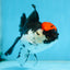 Tricolor Oranda Female 5 inches #091225OR_16
