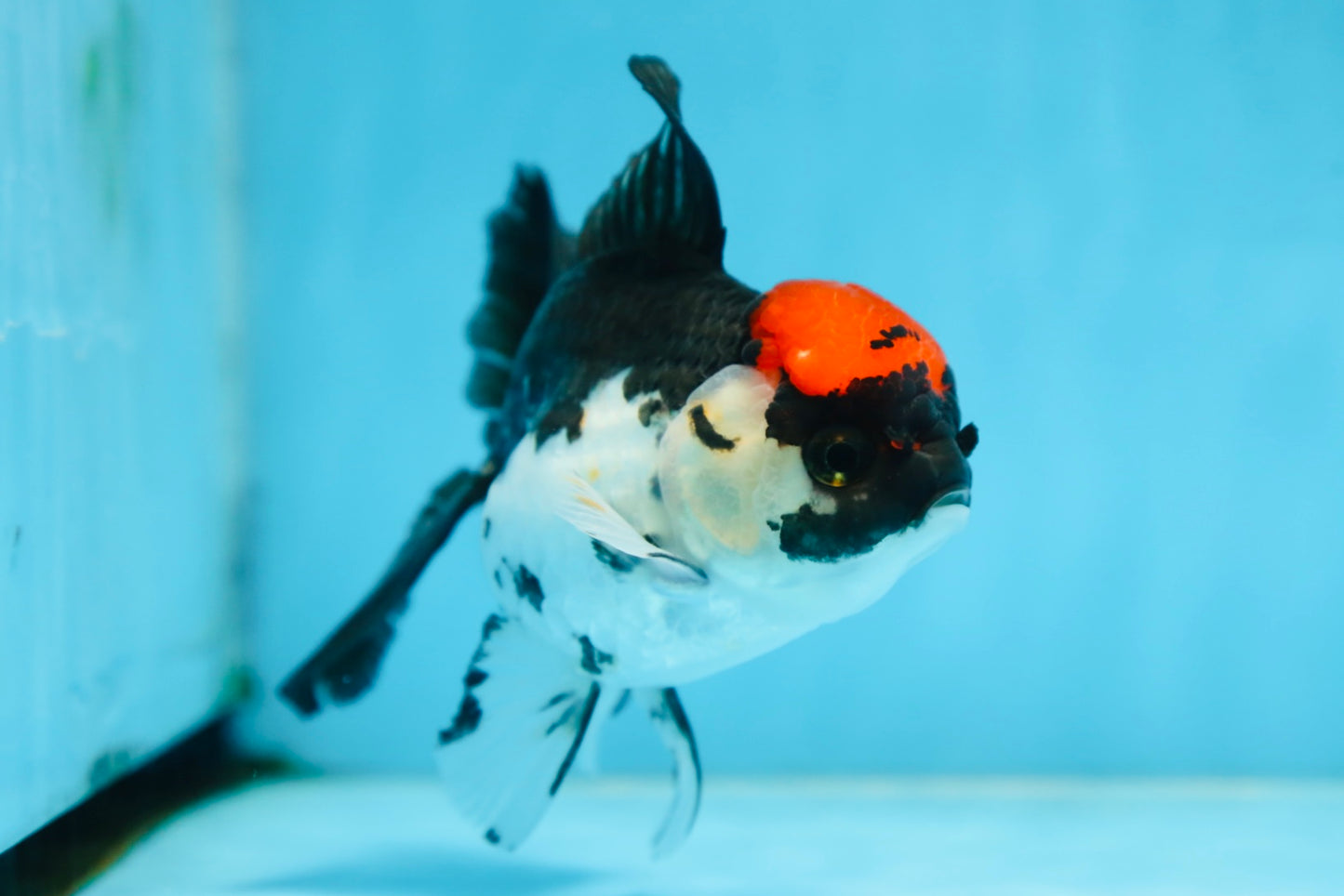 Tricolor Oranda Female 5 inches #091225OR_16